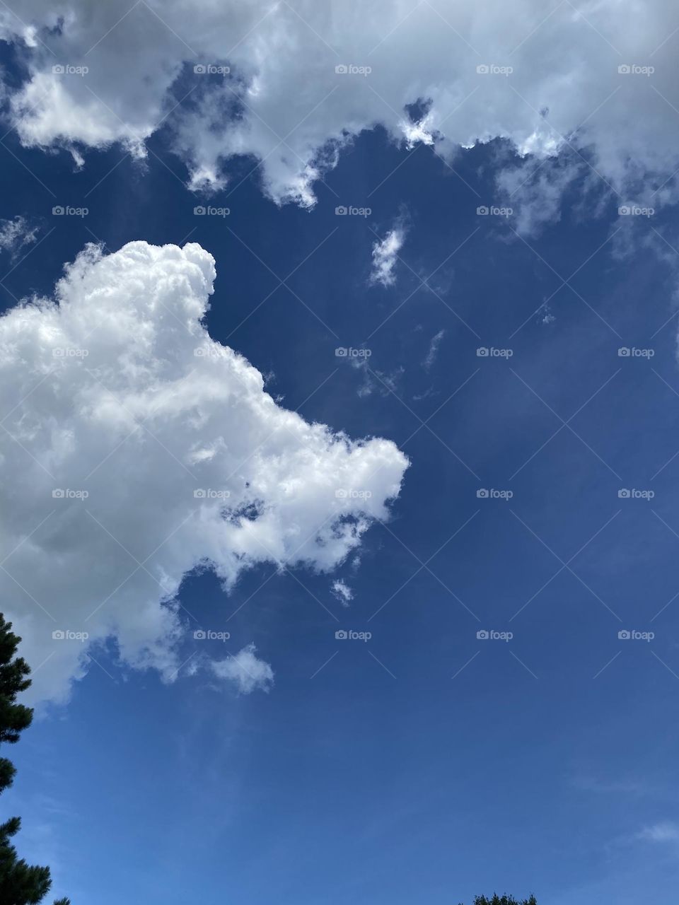 What does it look like to you I see a dog 