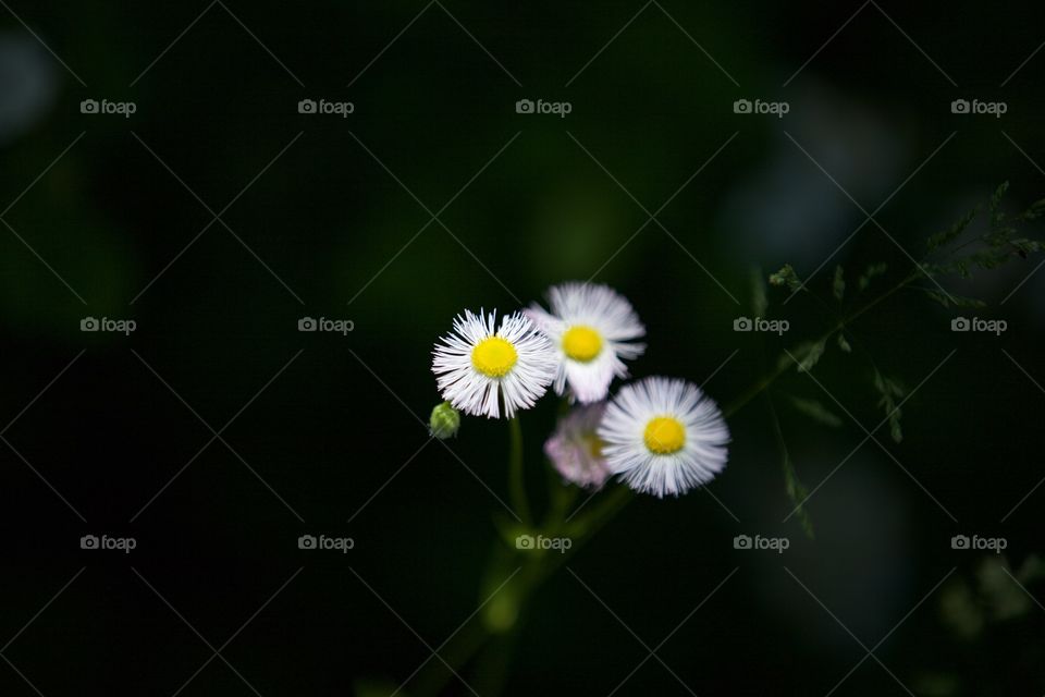 Beautiful macro of gorgeous flowers in the wild 