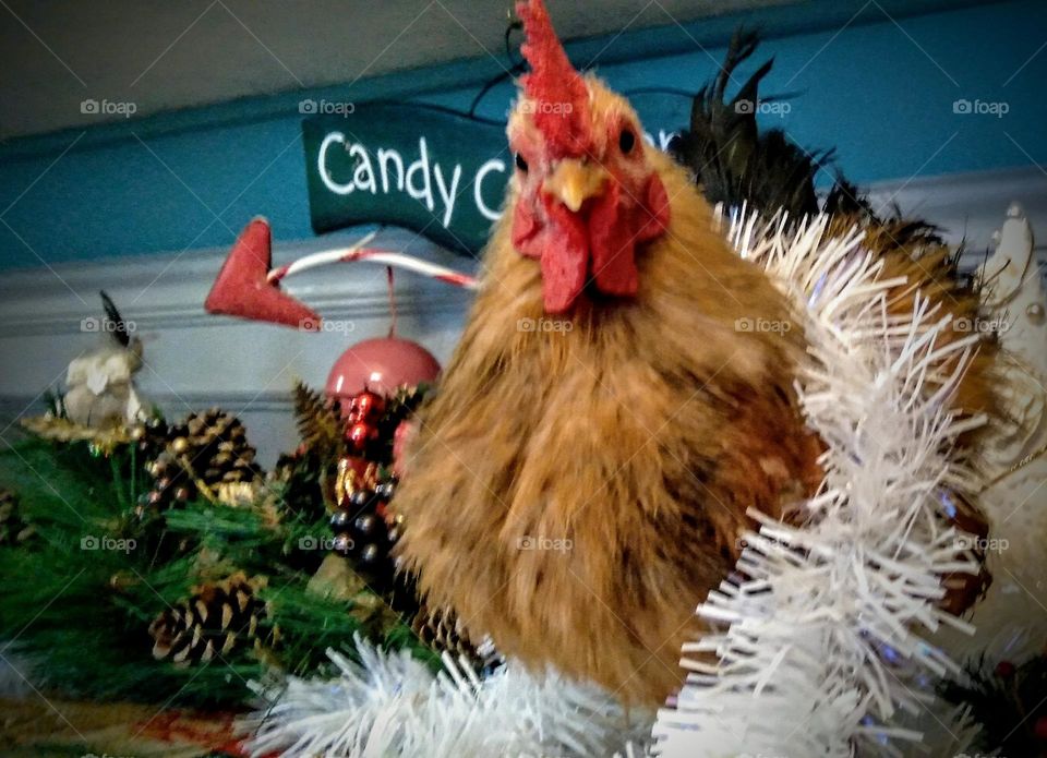 Mr. B getting in the holiday mood