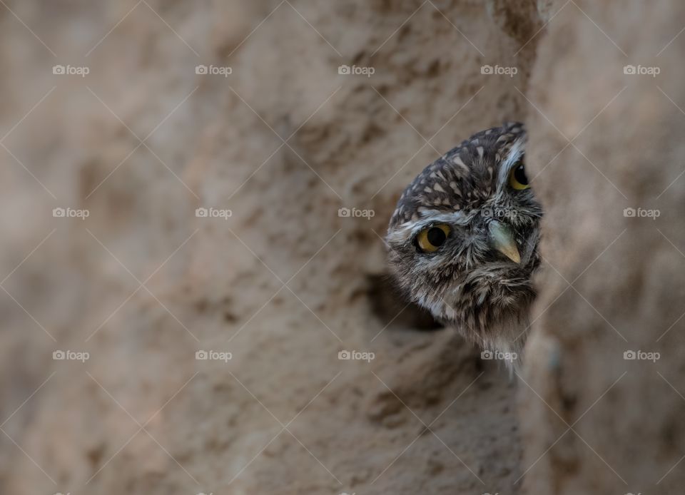 The owl is watching me from the hole