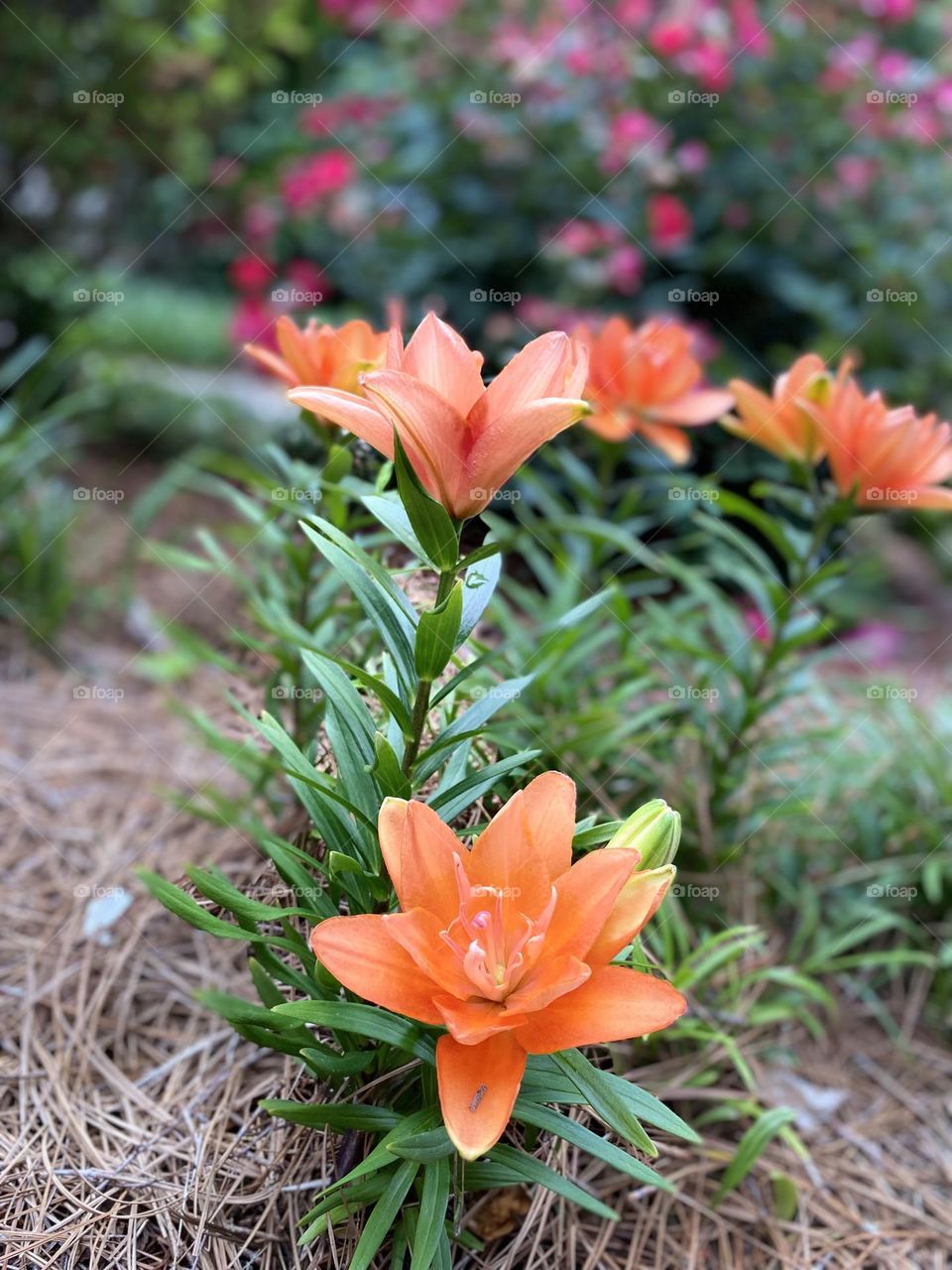 Beautiful bright orange tiger Lilly’s thriving