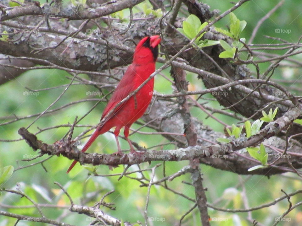 Cardinal eating