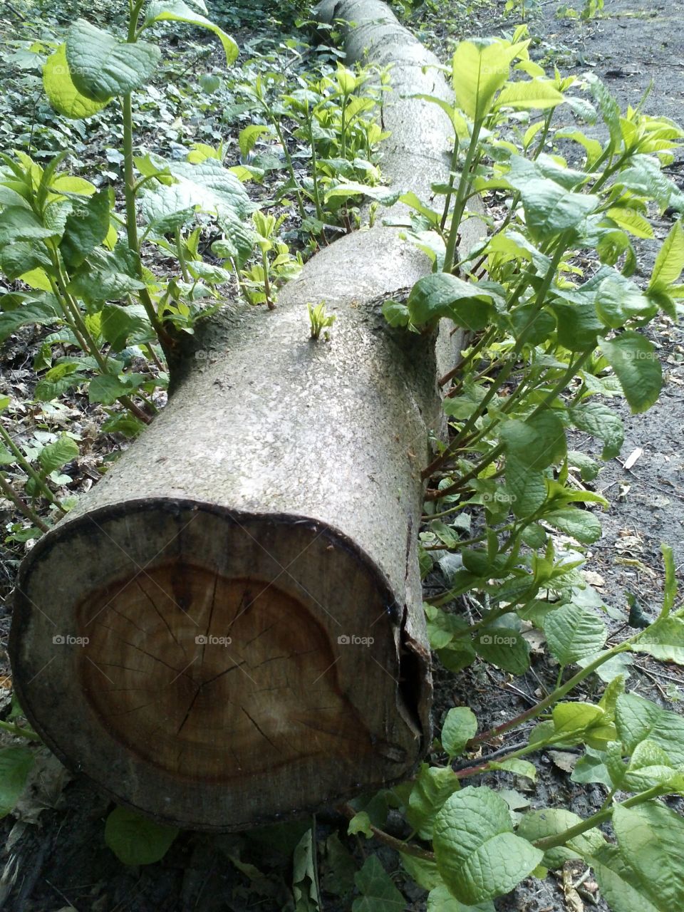 Cut down tree. strong life will