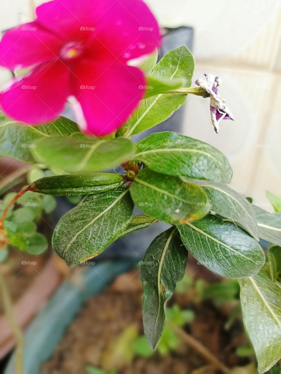 though I'm beautiful life is hard too