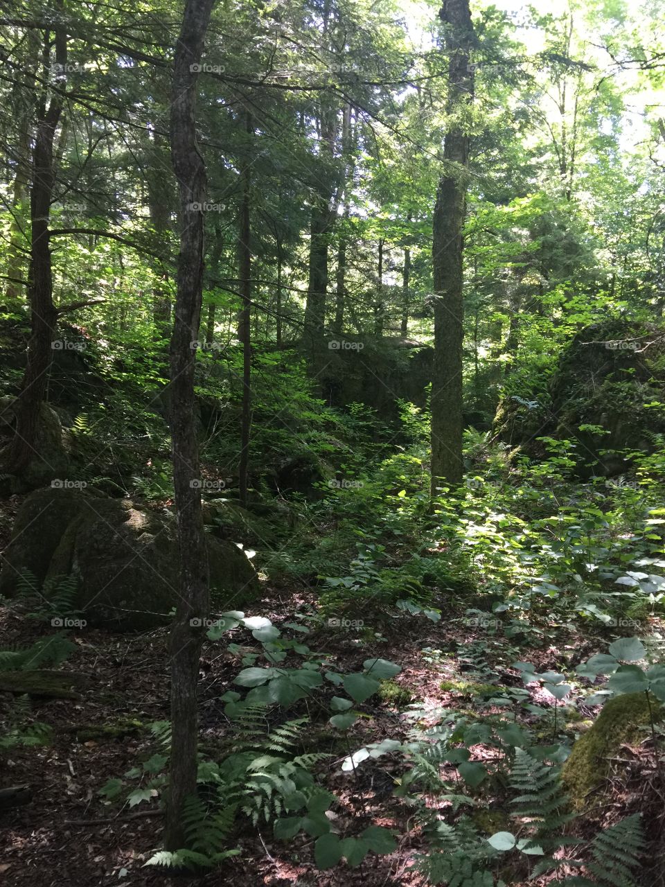 Woods surrounding Auger falls