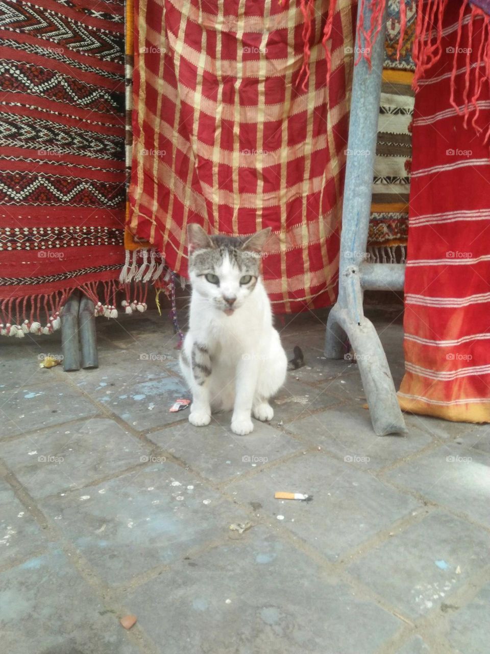 Beautiful small cat looking at my camera.