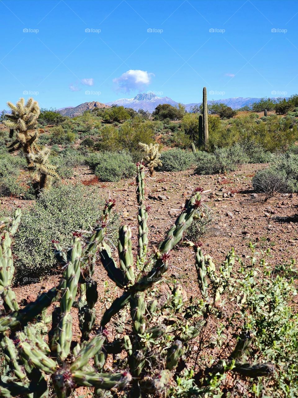 A Beautiful Day in the Arizona Desert