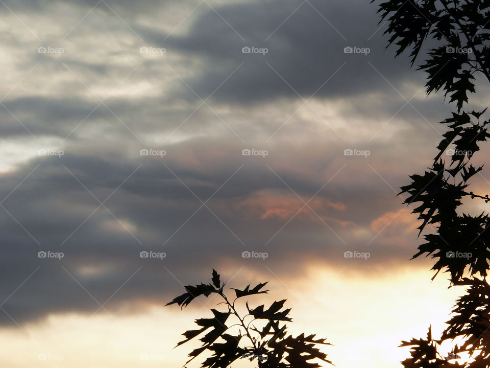 Silhouette of leaves on tree against sky during sunset in Berlin, Germany.