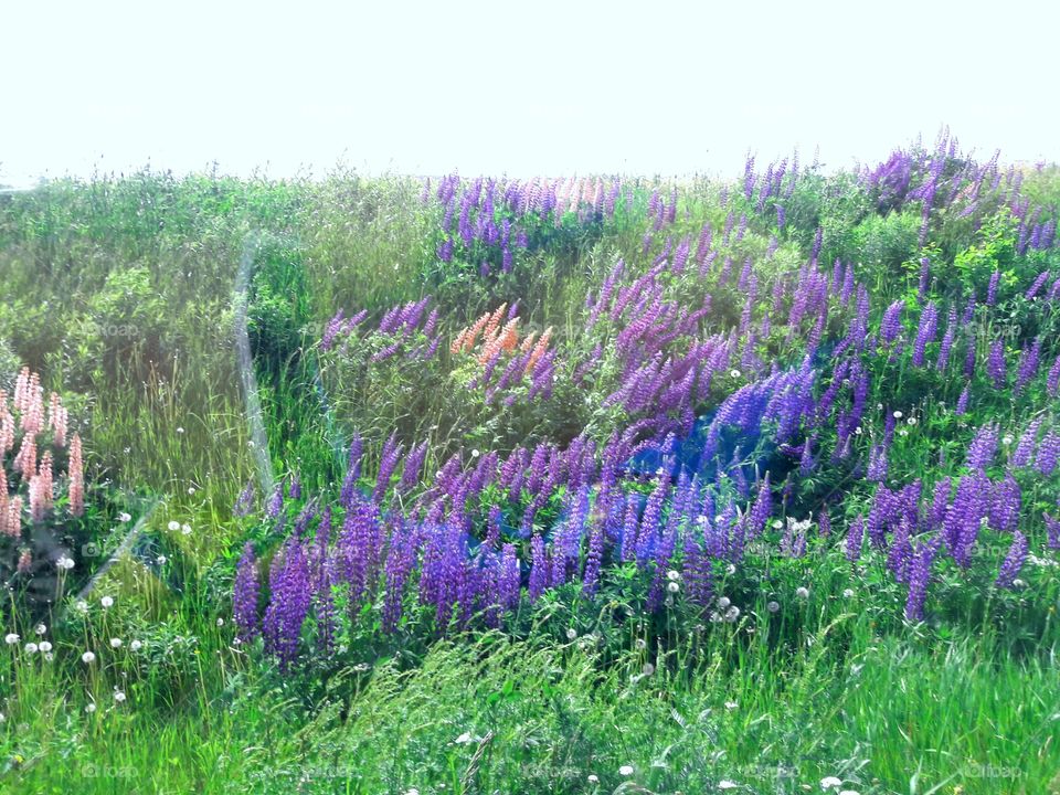 wild Lupines in Maine.
