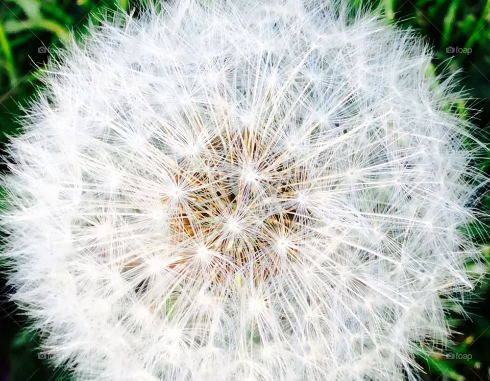 Closeup