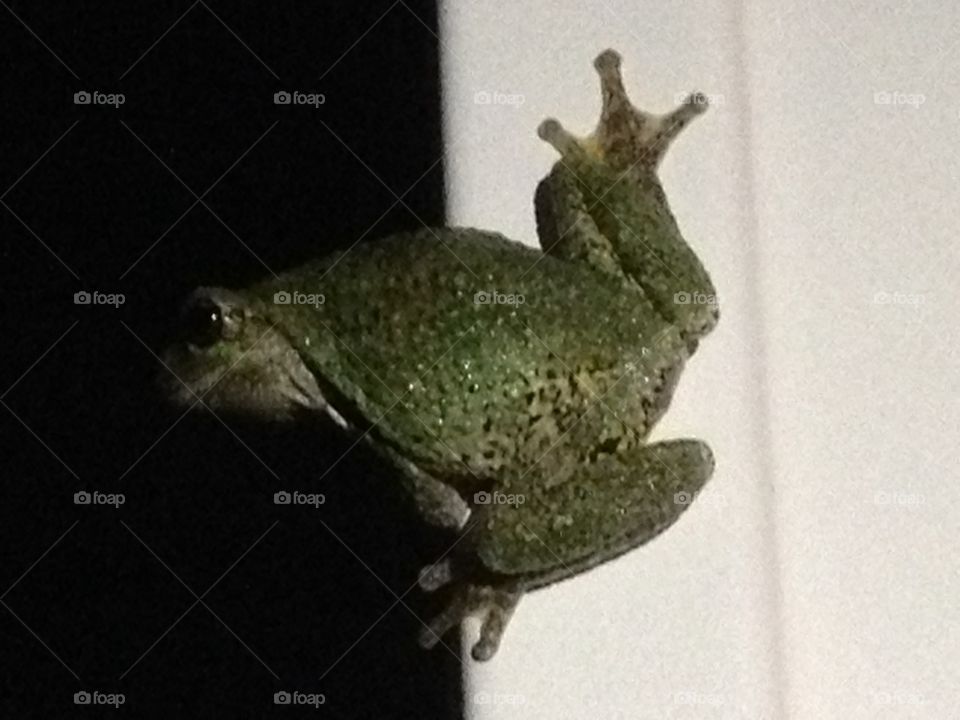 Tree Frog