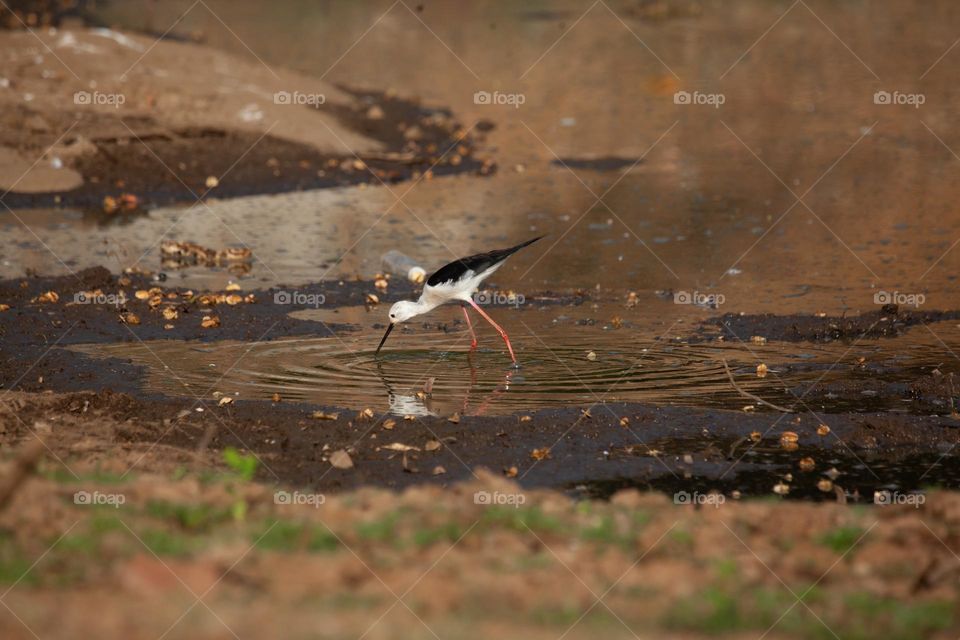 A Black-winged Stilt gracefully wades through a shallow waterbody, its slender red legs reflected in the rippling water. The bird's elegant posture and striking black-and-white plumage contrast beautifully against the muddy, natural habitat.