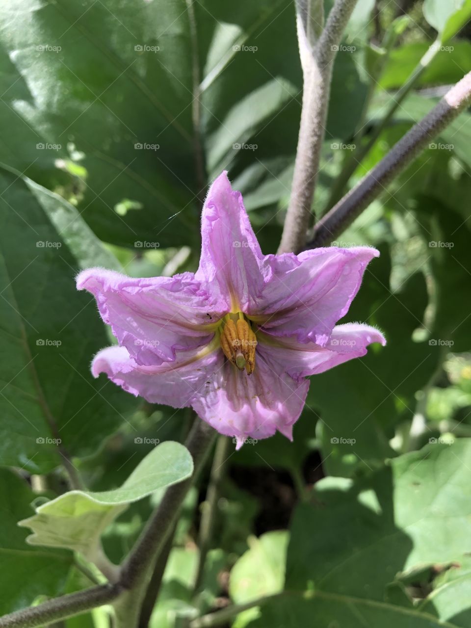 Flor de berinjela 