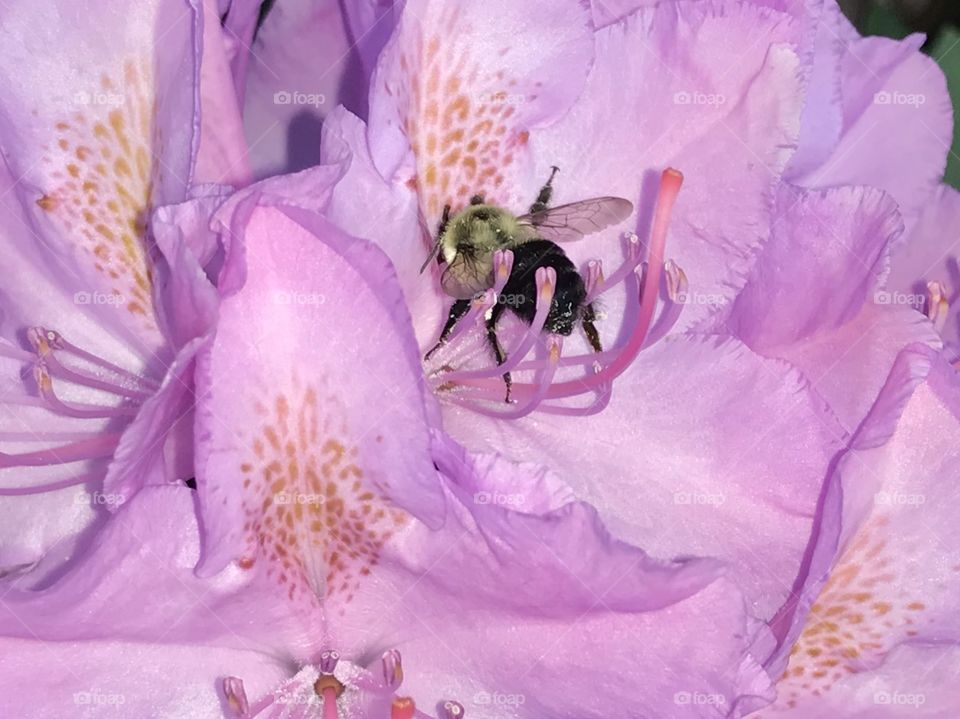 Bee ala rhododendrons 