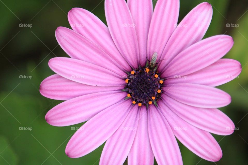 Close-up of a pink african daisy flower with a little bug sitting on it.