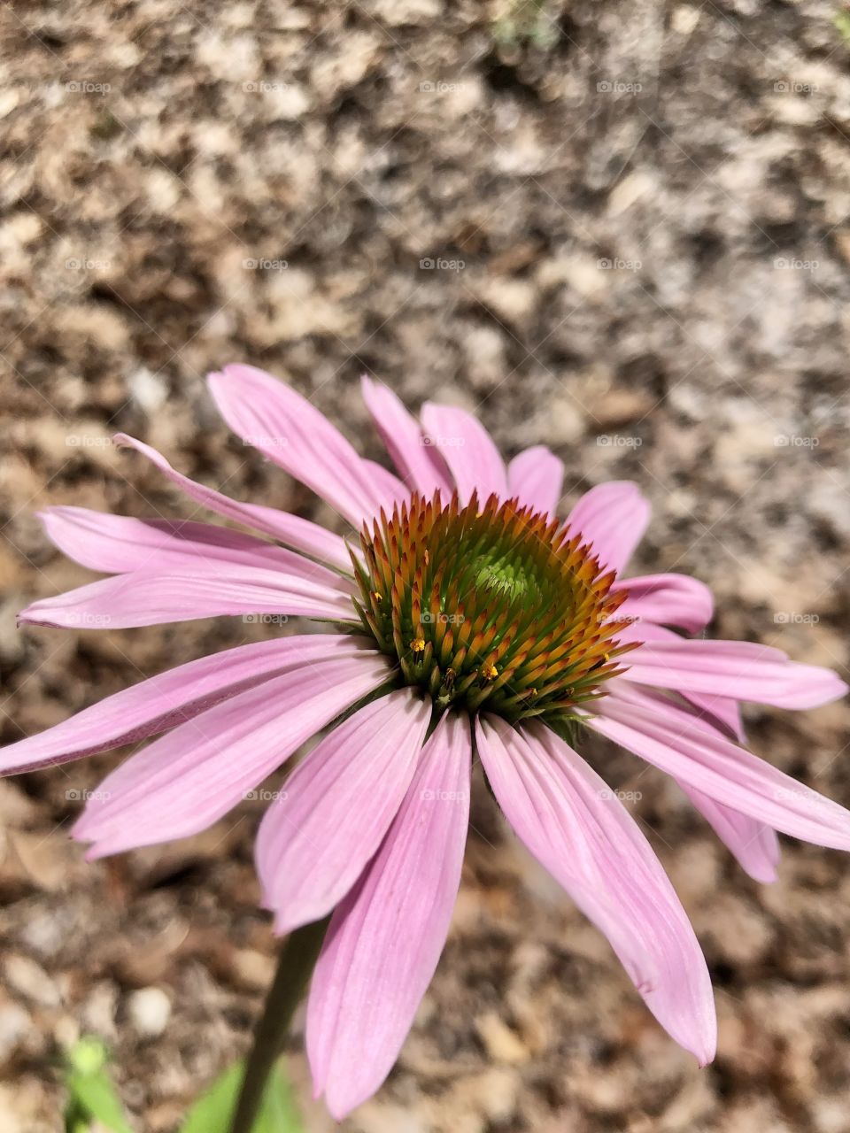 Closeup pink coneflower 