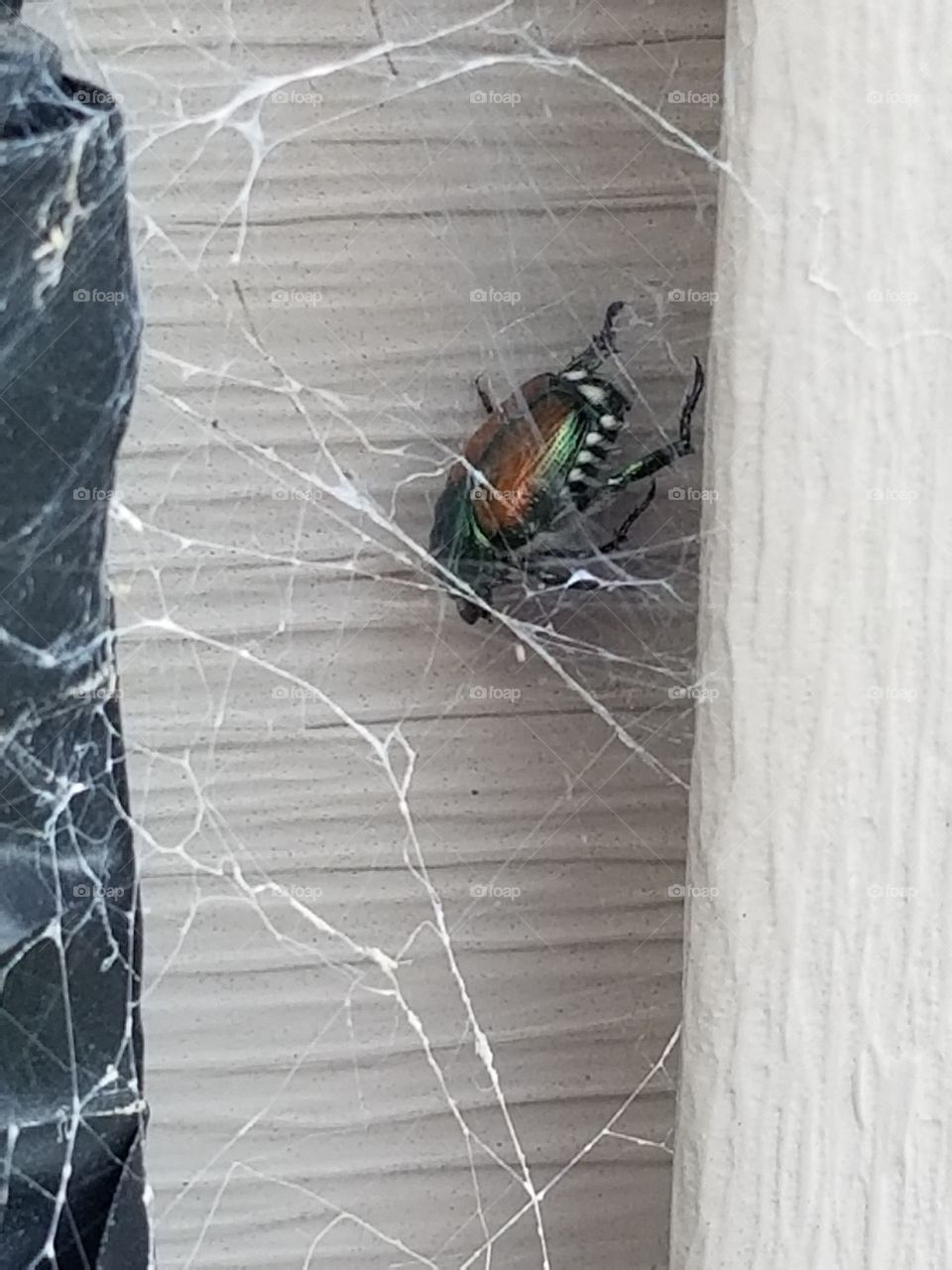 Japanese beetle trapped in spider web