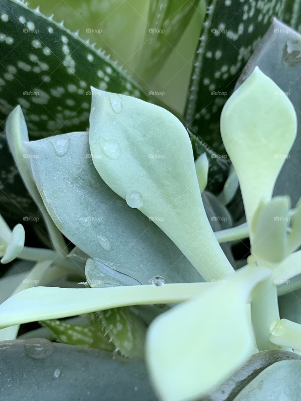 I love succulents. Varying shades of green. They all look beautiful together. They pair well with stone and wood. Droplets of water sit lovely on them.