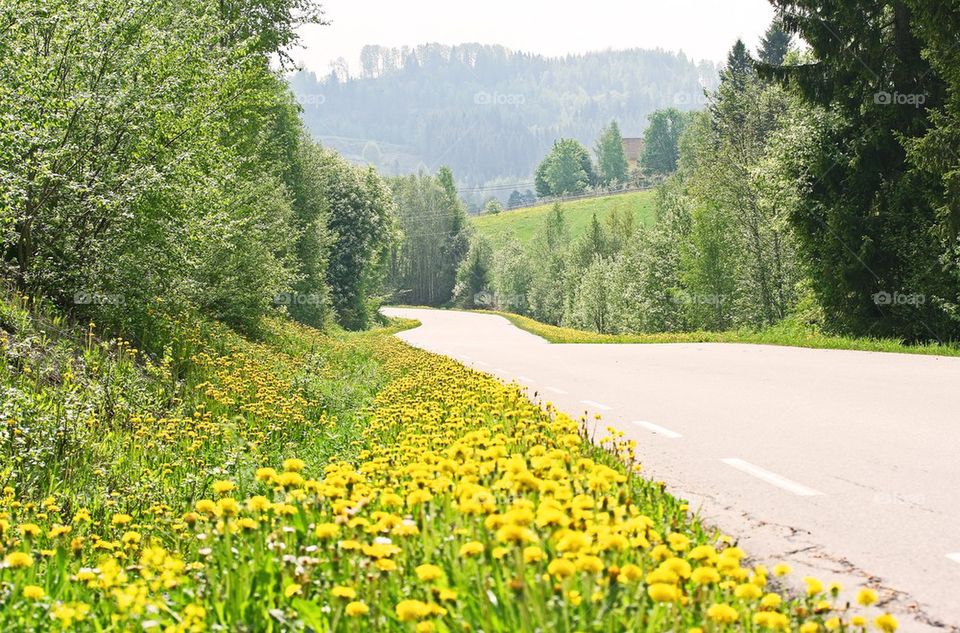 Dandelion road