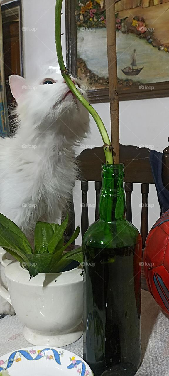 examination time is not for eating,  green not my kind off.