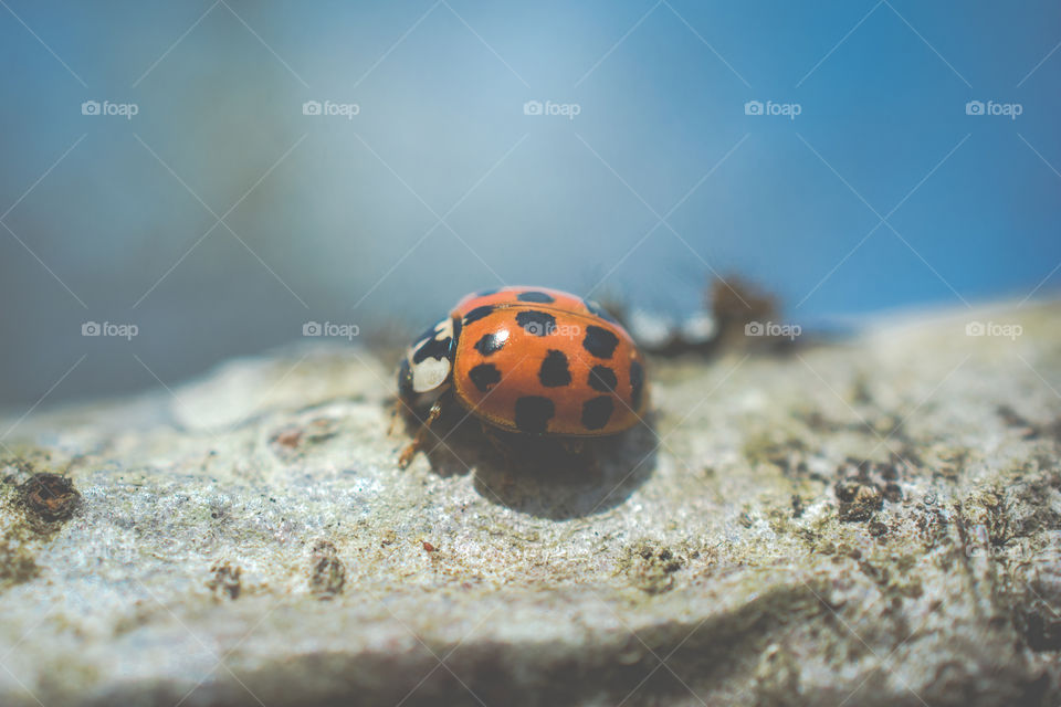 Asian Beetle on a Tree Branch