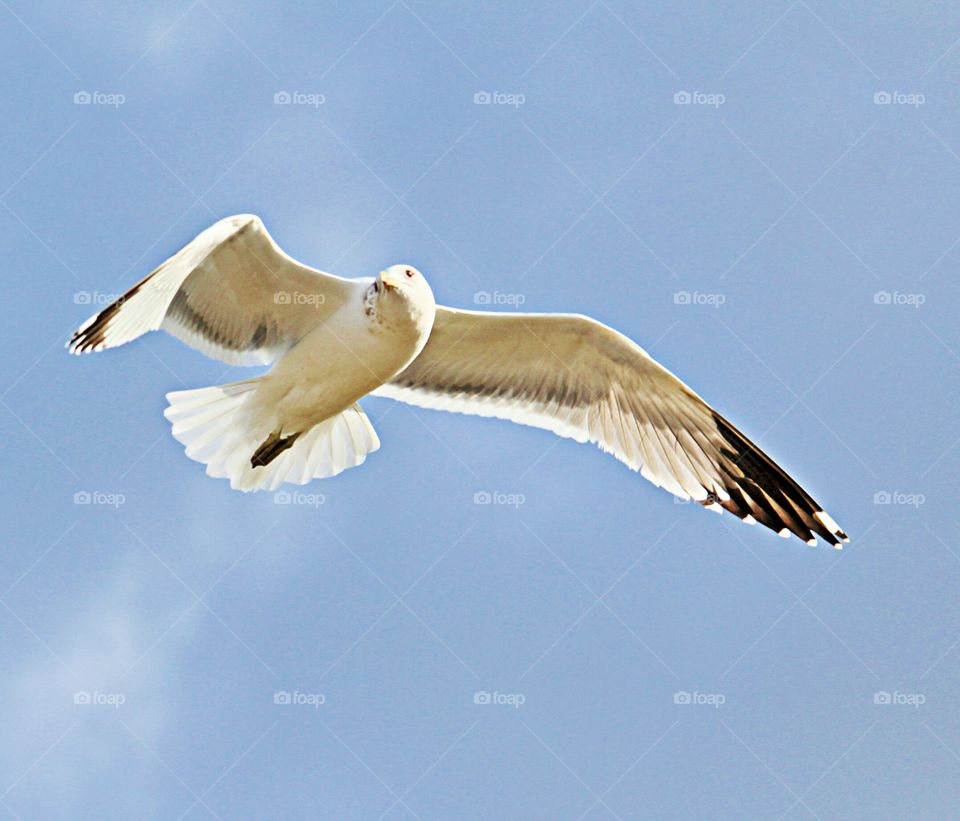 flying high! 
#marksphotographytravels