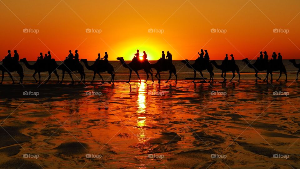 Camels on the beach at sunset.