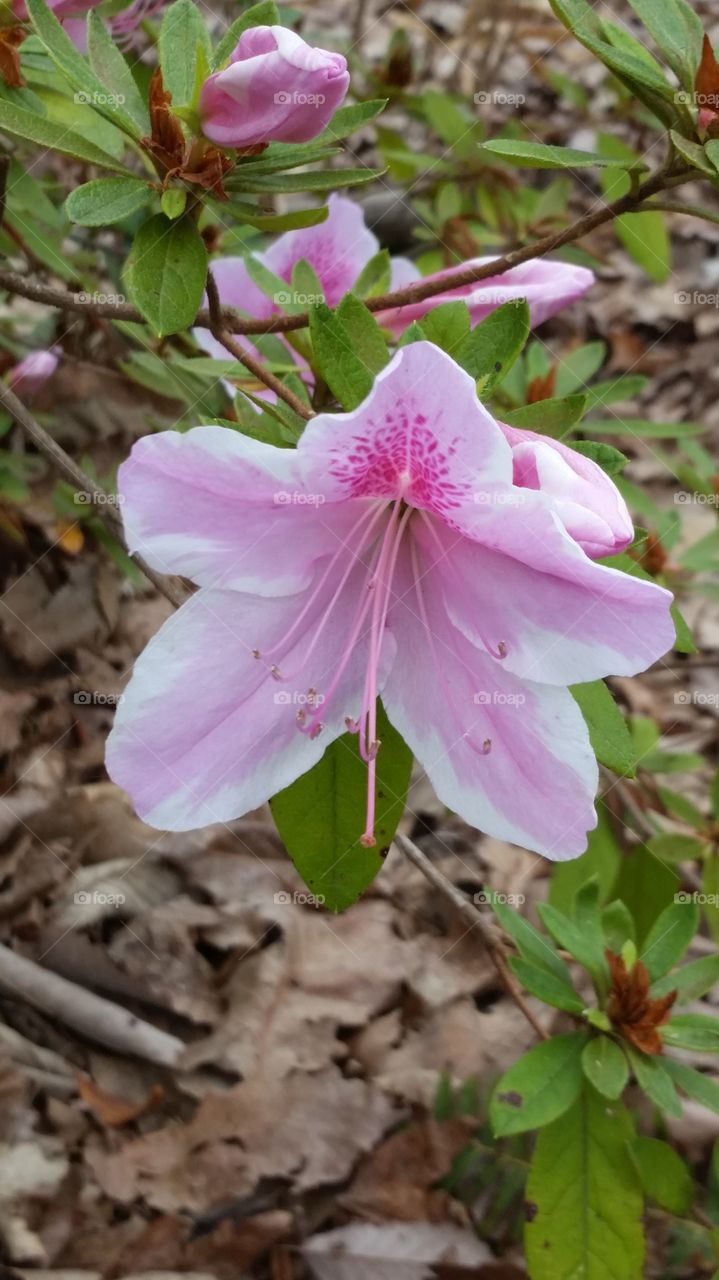 This beautiful pink flower is a great way to welcome Spring.