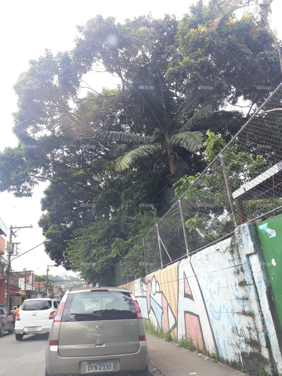 Árvore  gigante em Guarulhos SP