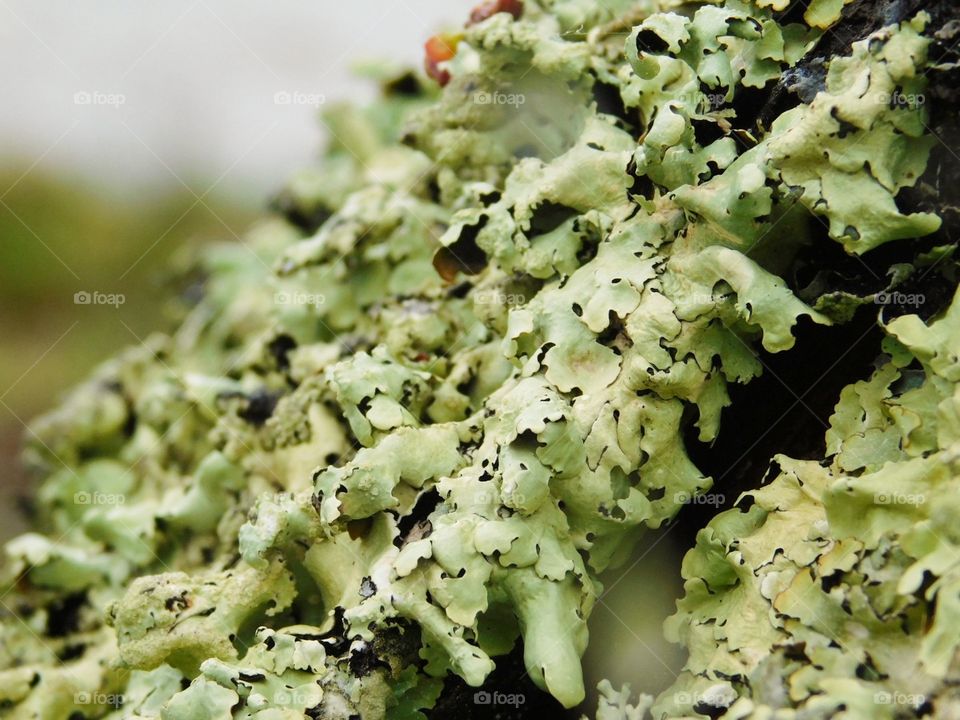 Lichen macro