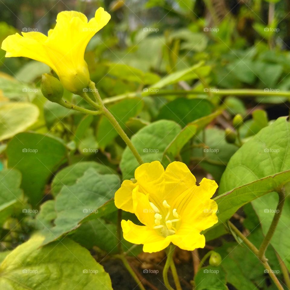 Yellow flower on the garden