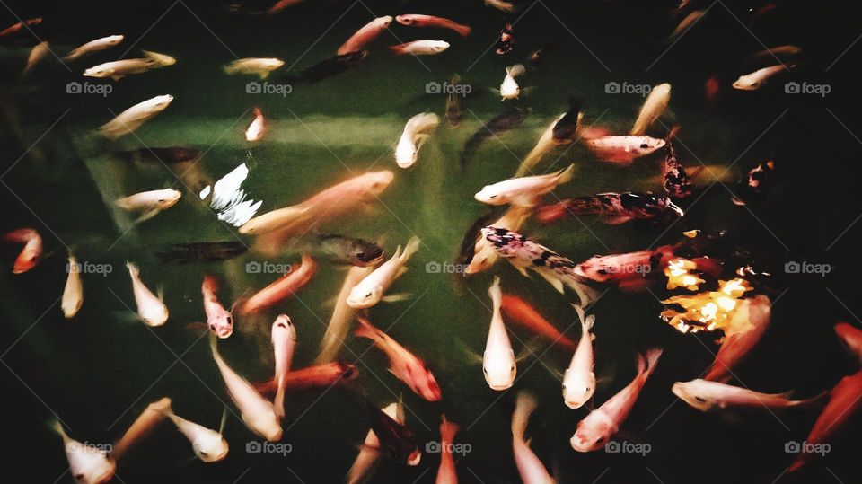 fishes