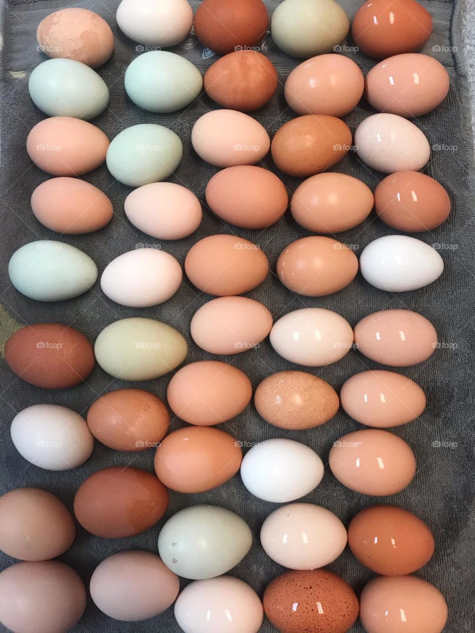 home grown chicken eggs
