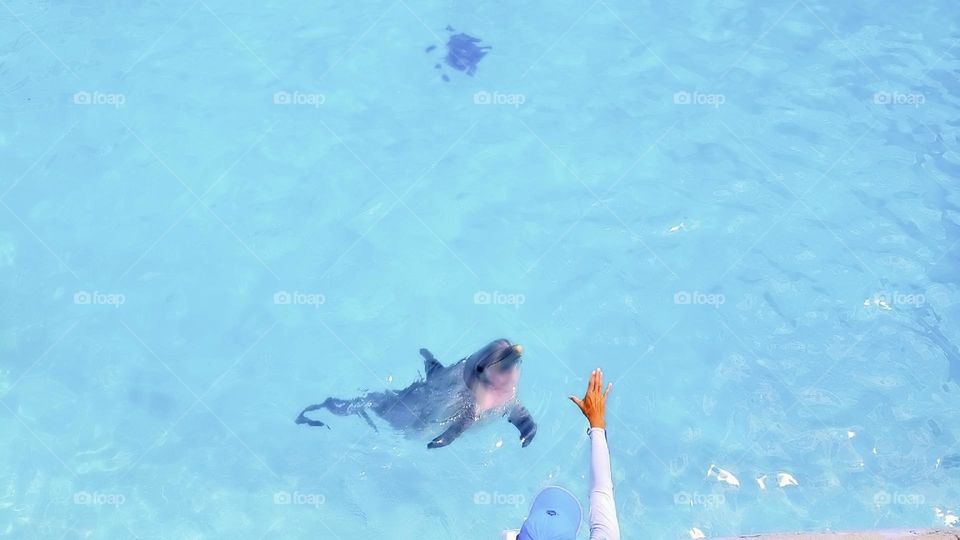 river creature atlantic child activity portrait beach fun coral natural family happy vacation dolphins playful island friendly animals fauna scuba landscape dolphin pod pool paradise travel snorkeling aqua view tourism flipper adventure undersea natu