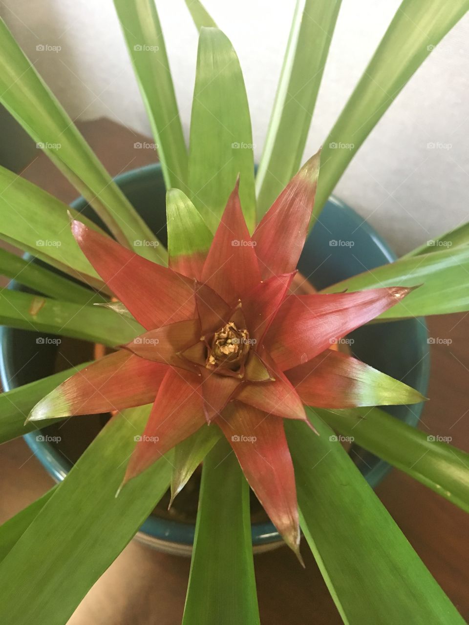 Bromeliad