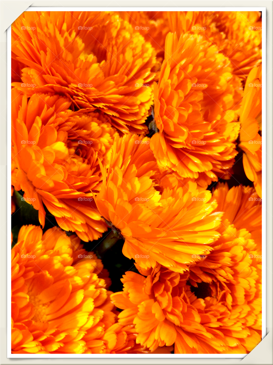 Orange Yellow Flowers