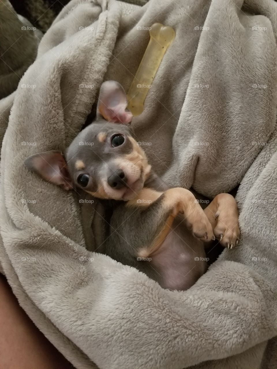 I am little but fierce.  A chihuahua momma I’ll always be.  My 5th and most spunky chihuahua I’ve owned.  Sweetest eyes ever!