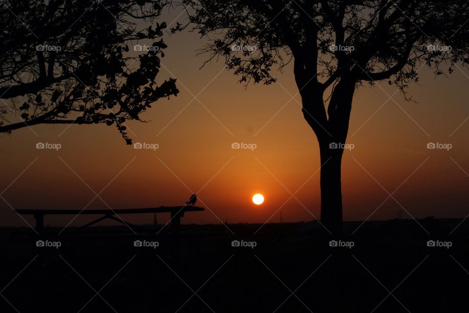 Sunset with bird on table