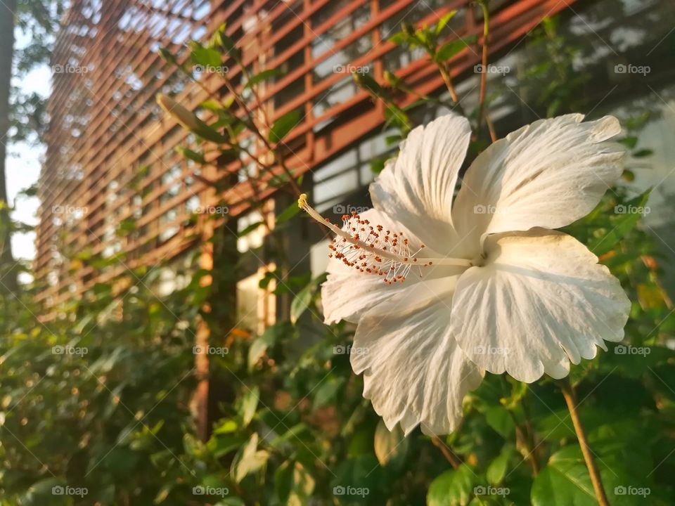 White flower in the evening sunlight. beauty in the natural.