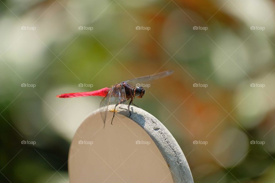 red dragonfly
