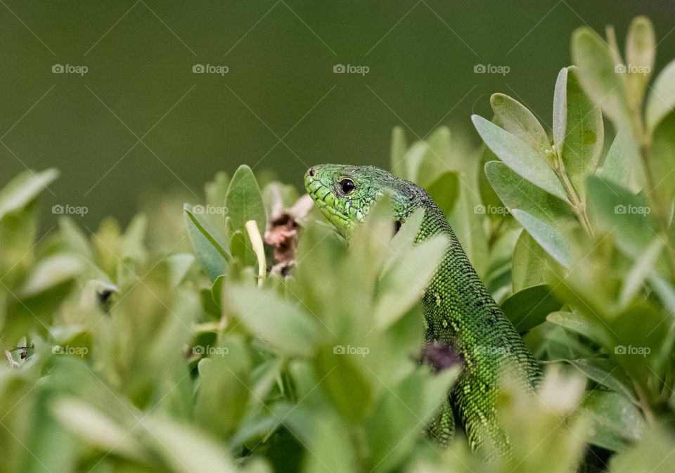 A green lizard 