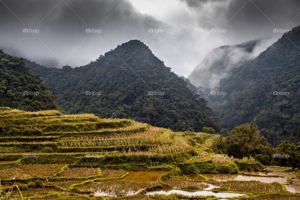 It’s going to be rainy on the rice fields 