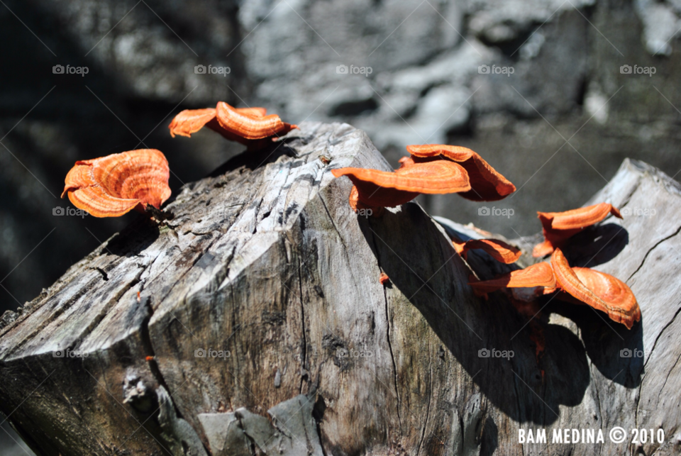 pampanga orange shadows mushroom by medjus09