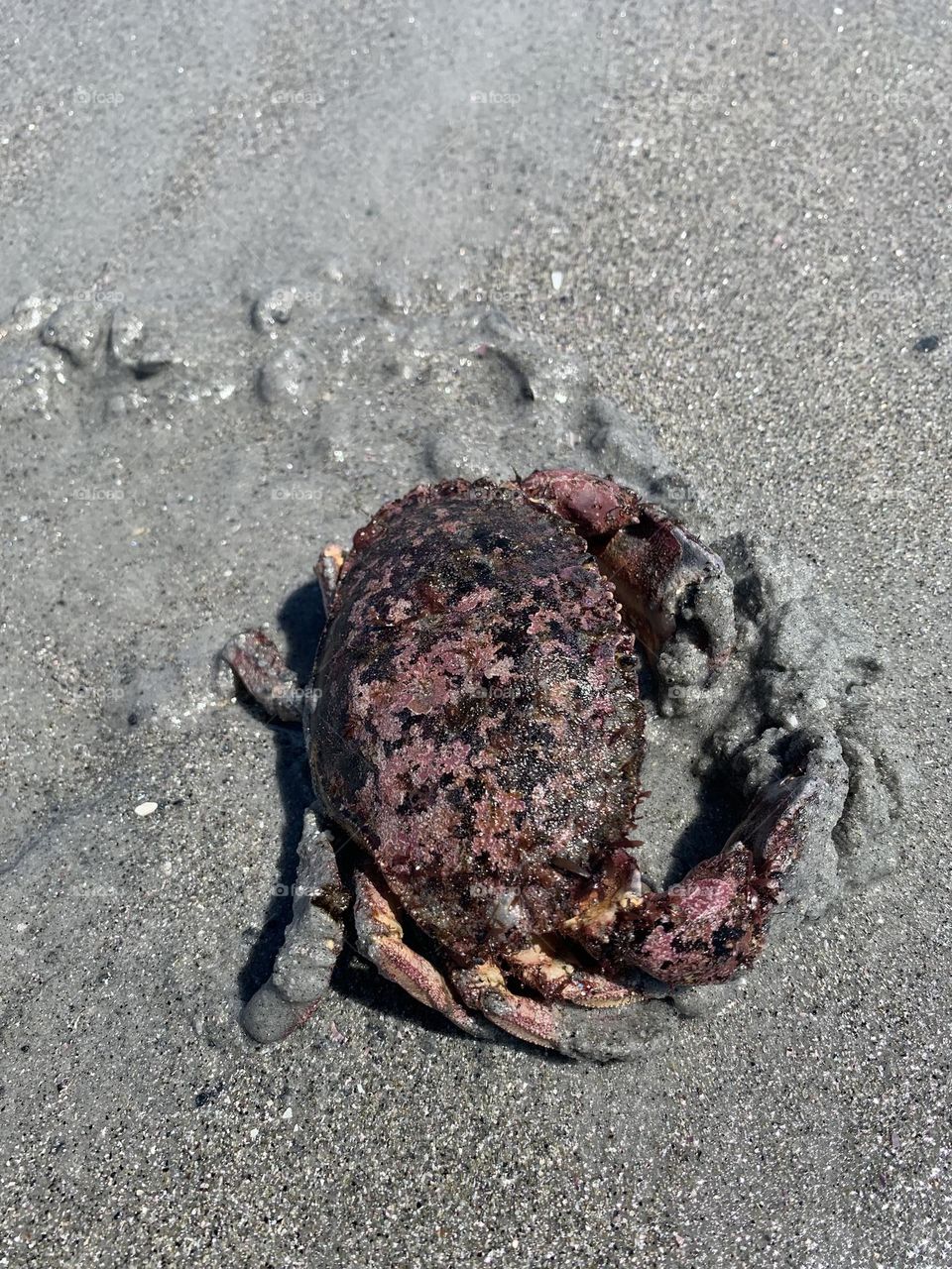 Crab on the beach