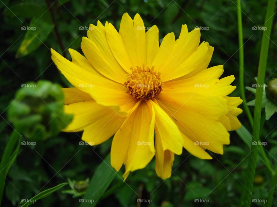 Yellow flower