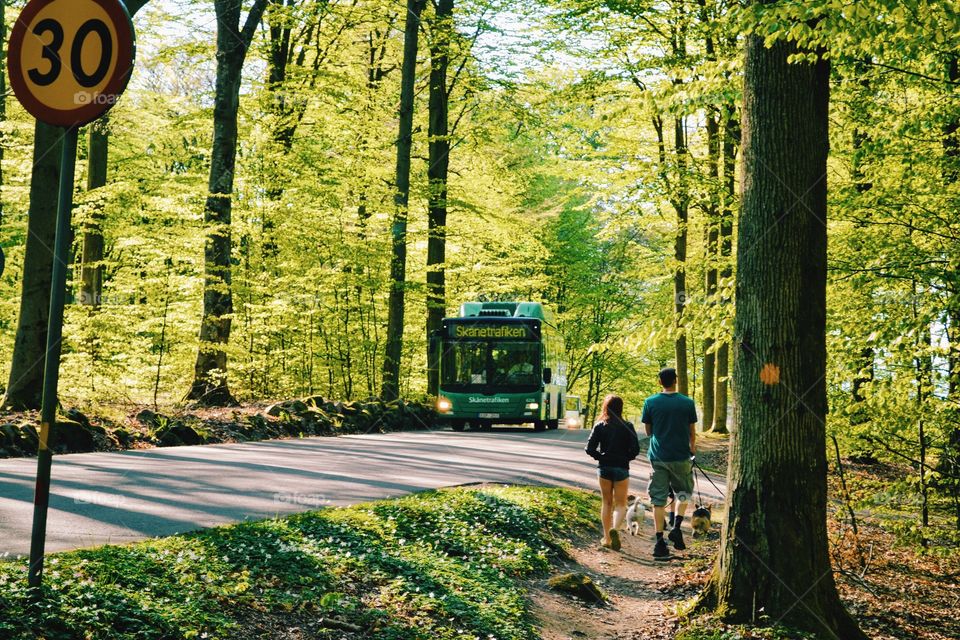 Road, Tree, Wood, Leaf, Guidance