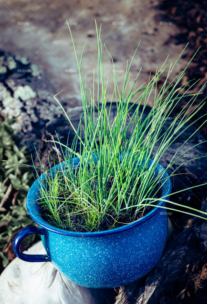 A portrait of green chives in a blue chamber pot