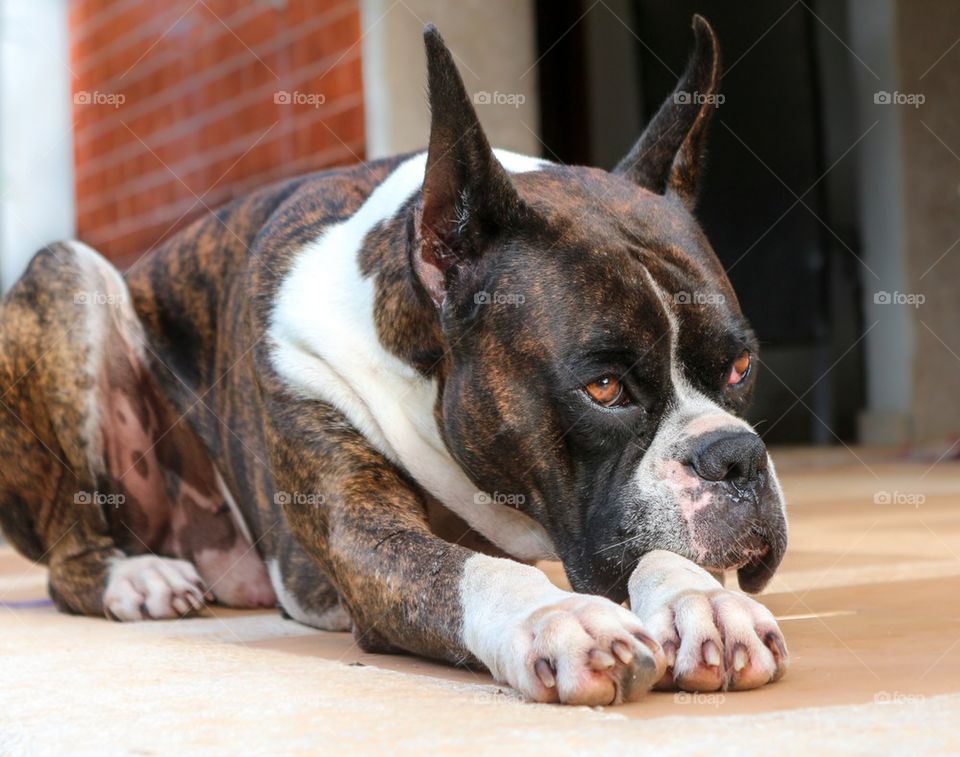 Cute boxer dog