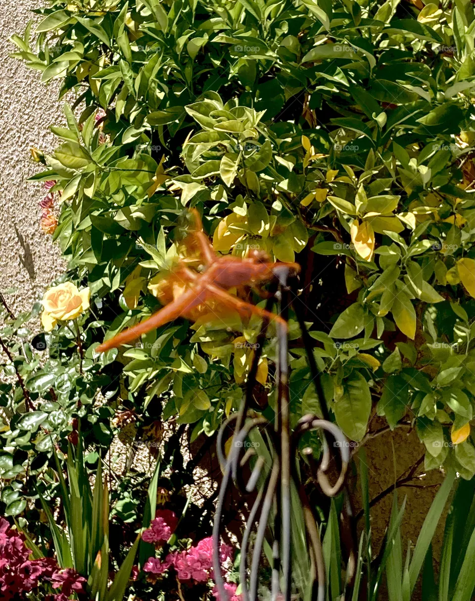 Orange dragonfly visits garden 