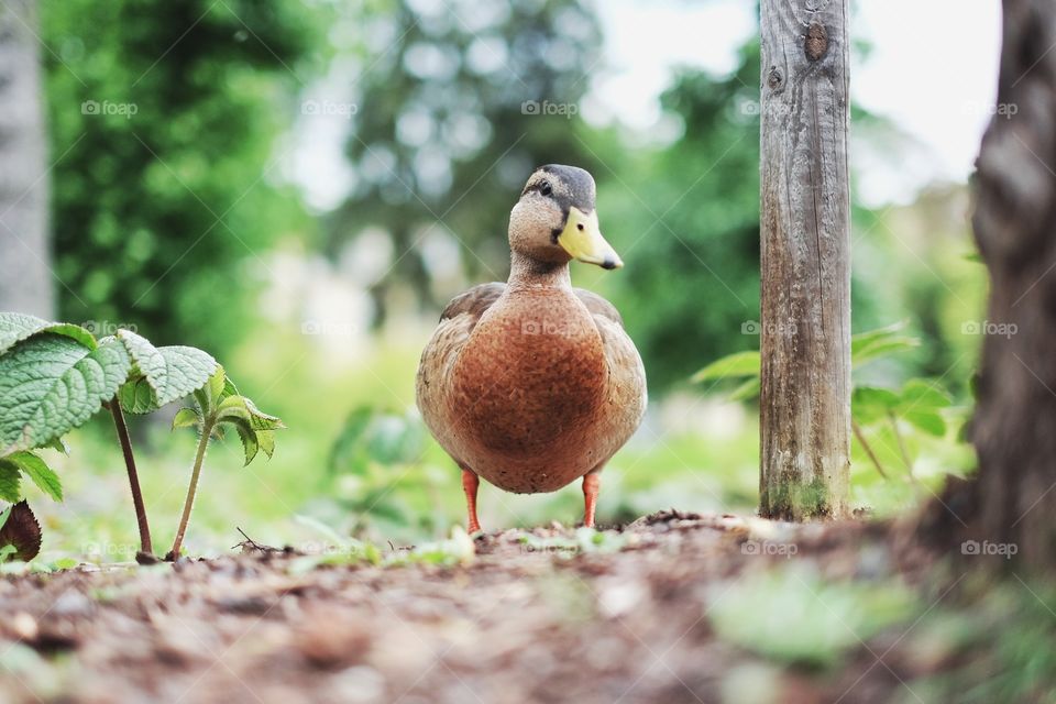 Mallard